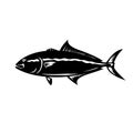 Greater Amberjack Seriola Dumerili Medregal Coronado Allied Kingfish Greater Yellowtail Mascot Royalty Free Stock Photo