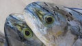 Greater amberjack Seriola dumerili predatory fish Royalty Free Stock Photo