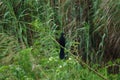 Greater Ani bird in Nariva Swamp on Trinidad Royalty Free Stock Photo