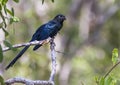 Greater Ani,(Crotophaga major) Royalty Free Stock Photo
