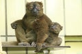 Greater bamboo lemur