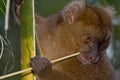 Greater Bamboo Lemur