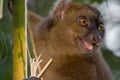 Greater Bamboo Lemur Royalty Free Stock Photo