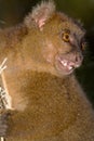 Greater Bamboo Lemur