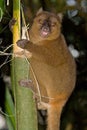 Greater Bamboo Lemur Royalty Free Stock Photo