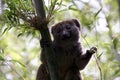 Greater Bamboo Lemur (Hapalemur simus)