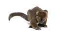 Greater bamboo lemur looking down and trying to catch something on the ground, Prolemur simus, Isolated on white