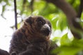 The greater bamboo lemur Prolemur simus, also known as the broad-nosed bamboo lemur