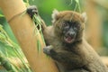 Greater bamboo lemur Royalty Free Stock Photo