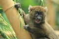 Greater bamboo lemur