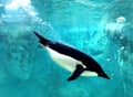 Greater Bay China Zhuhai Hengqin Chimelong Penguin Hotel Ocean Kingdom Adelie AdÃÂ©lie Penguins Swimming Circus Wildlife Theme Park