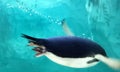 Greater Bay China Zhuhai Hengqin Chimelong Penguin Hotel Ocean Kingdom Gentoo Penguins Swimming Circus Theme Park