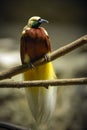 Greater bird-of-paradise Paradisaea apoda