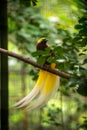 The Greater Bird-of-paradise or Paradisaea apoda stands on a branch in a cage at the zoo. Green tree and leaf background And has