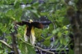 Greater Bird of Paradise about to fly away showing its full wingspan from back