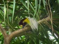 Greater bird of paradise wiping its beak on a branch