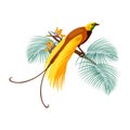 Greater bird-of-paradise with yellow tail sitting on branch