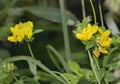 Greater Bird`s-foot Trefoil Royalty Free Stock Photo