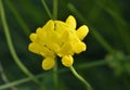 Greater Bird& x27;s-foot Trefoil Royalty Free Stock Photo