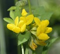 Greater Bird& x27;s-foot Trefoil Royalty Free Stock Photo