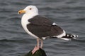 Greater Black-backed Gull By The Ocean