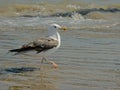 Greater black-backed gull walking in the waves on the shore of river Tagus, Lisbon