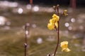 Greater bladderwort Utricularia vulgaris, close-up of flowers above water