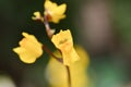 Greater bladderwort Utricularia vulgaris, close-up of flowers