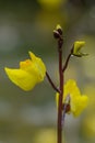 Greater bladderwort Utricularia vulgaris, yellow flowers