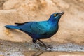 Greater Blue-eared Glossy-starling - Lamprotornis chalybaeus