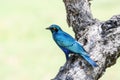 A Greater Blue eared Starling bird, Lamprotornis chalybaeus, perched on a tree branch