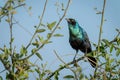 Greater blue-eared starling on bush lifting beak Royalty Free Stock Photo