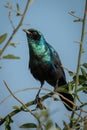 Greater blue-eared starling on bush lifting head Royalty Free Stock Photo