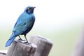 The greater blue-eared starling (Lamprotornis chalybaeus nordmanni ) in Kruger National Park, South Africa