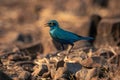 Greater blue-eared starling jumps over rocky ground Royalty Free Stock Photo
