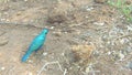 Greater blue-eared starling lamprotornis chalybaeus in Chobe national park