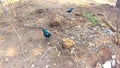 Greater Blue-eared Starling Lamprotornis chalybaeus in Chobe National Park