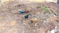Greater Blue-eared Starling Lamprotornis chalybaeus in Chobe National Park