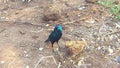 Greater blue-eared starling lamprotornis chalybaeus in Chobe national park