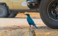 Greater blue-eared starling is perched atop a large rocky outcrop