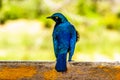 Greater Blue-Eared Starling sitting on a fence rail at Skukuza Rest Camp