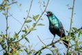 Greater blue-eared starling squawks from leafy bush Royalty Free Stock Photo