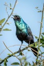 Greater blue-eared starling squawks in leafy bush