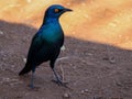 Greater Blue-Eared Starling standing on ground Royalty Free Stock Photo