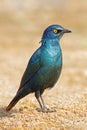 Alert greater blue-eared starlings, Kruger National Park, South Africa