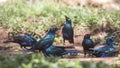 Greater blue-eared Starlings Drinking Water