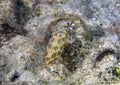 Greater Blue-ringed Octopus Hapalochlaena lunulata Royalty Free Stock Photo