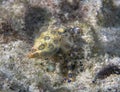 Greater Blue-ringed Octopus Hapalochlaena lunulata Royalty Free Stock Photo
