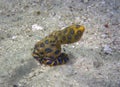 Greater Blue-ringed Octopus Hapalochlaena lunulata Royalty Free Stock Photo