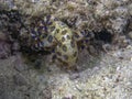 Greater Blue-ringed Octopus Hapalochlaena lunulata Royalty Free Stock Photo